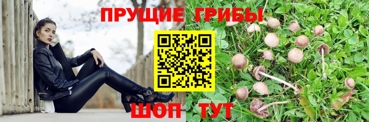 Щёлково  Псилоцибиновые грибы Psilocybine cubensis  Вход с VPN 